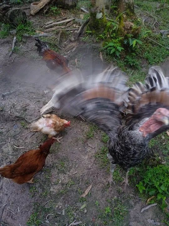 Desapegando. Não vendo separado - Foto 3