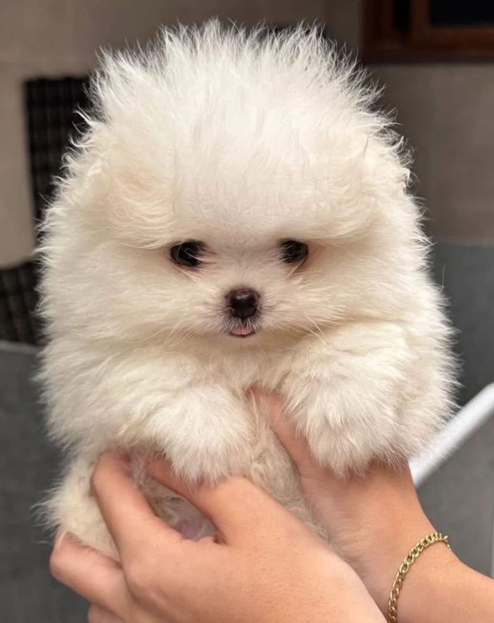 Filhote Spitz Alemão Anão (Lulu da Pomerânia)