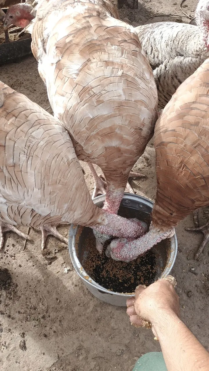 baianos de raça pura para venda