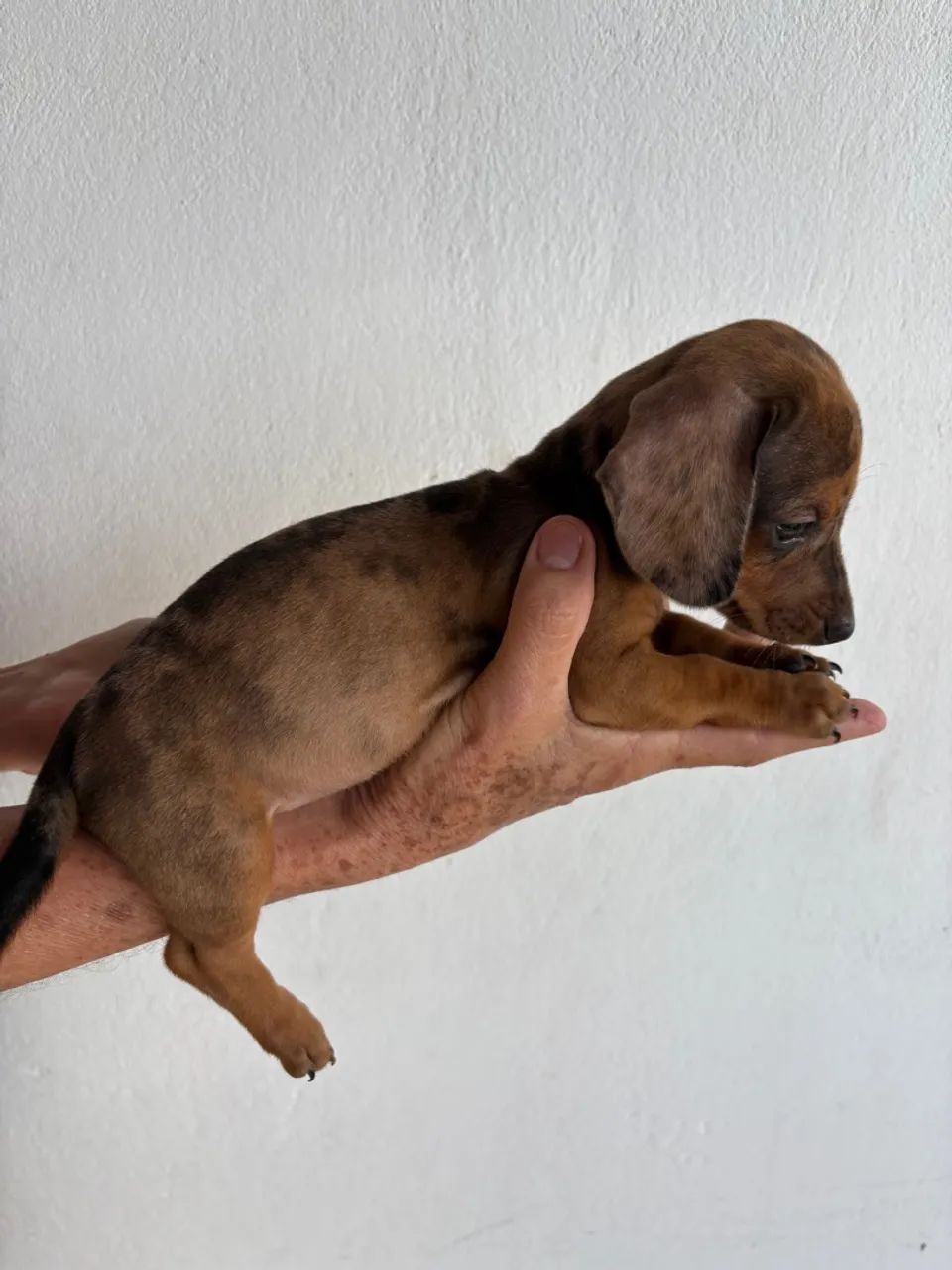 Dachshund Alerquim fêmea  - Foto 3