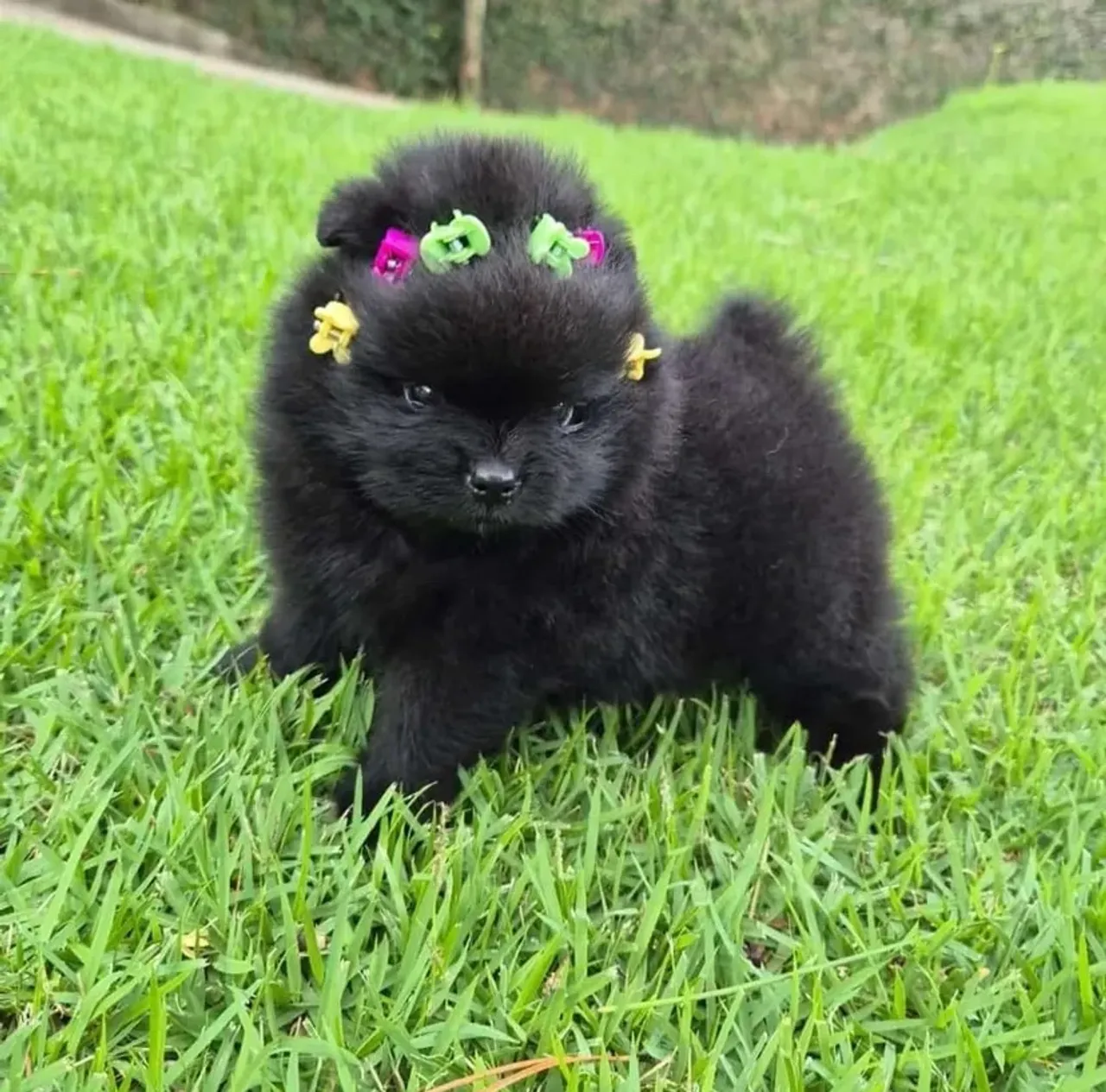Lulu urso anão fêmea