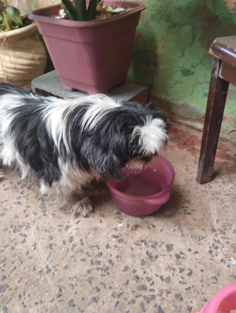 Doa-se uma cachorrinha 