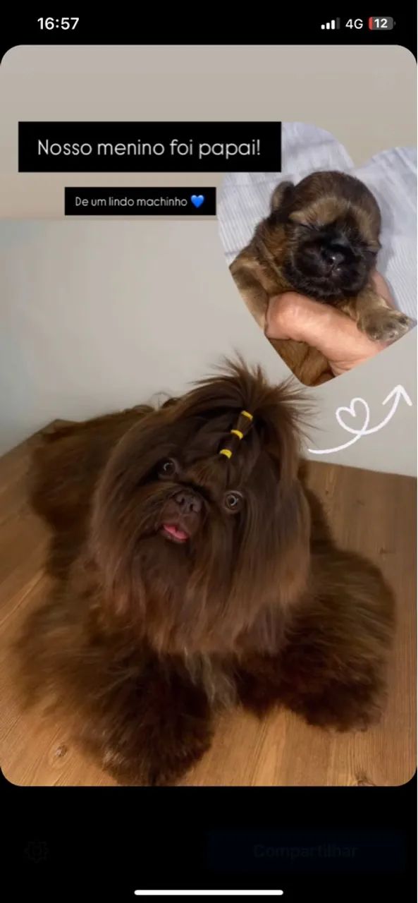 Shih Tzu: Filhote 