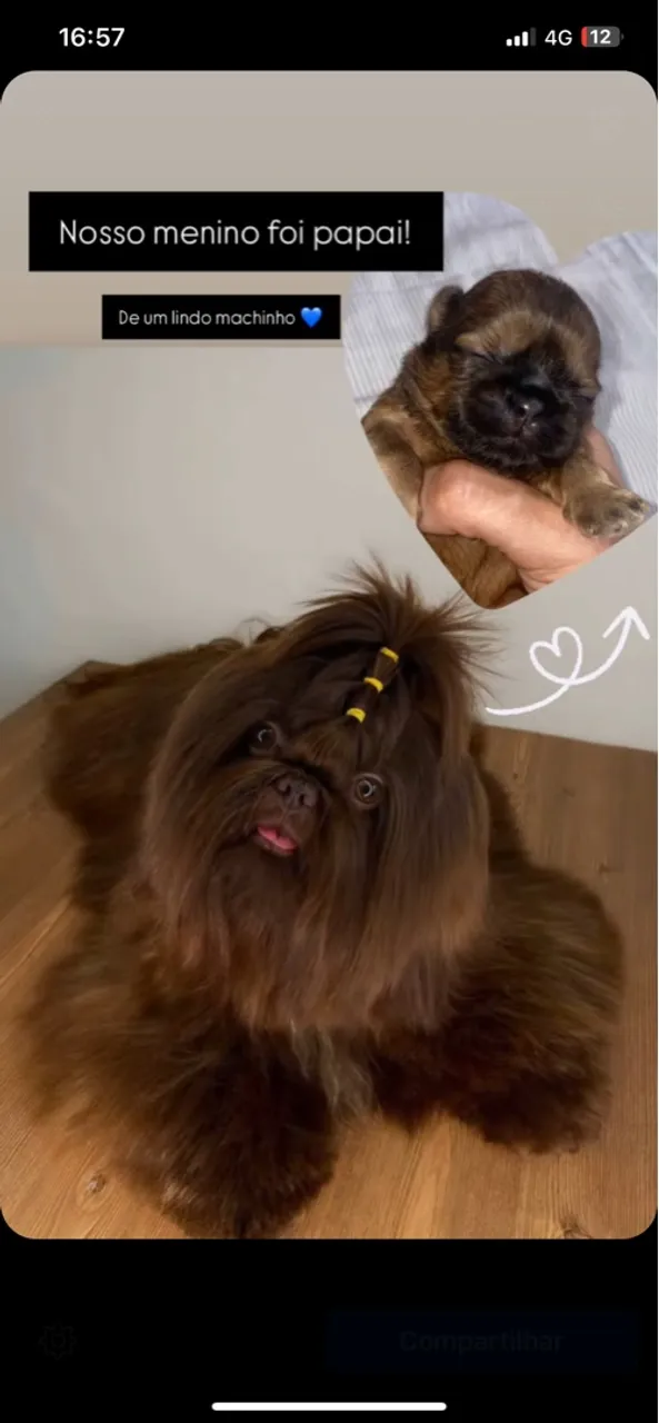 Shih Tzu: Filhote