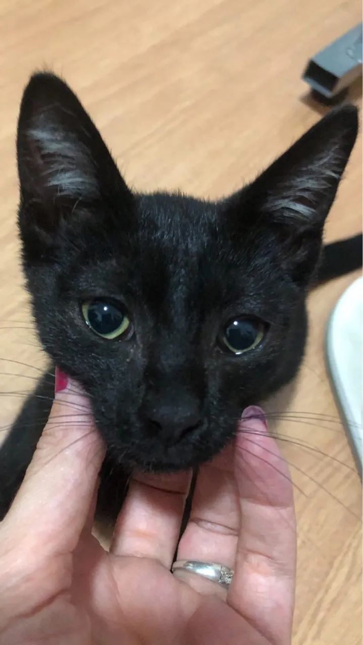 Gatinho preto lindo para adoção