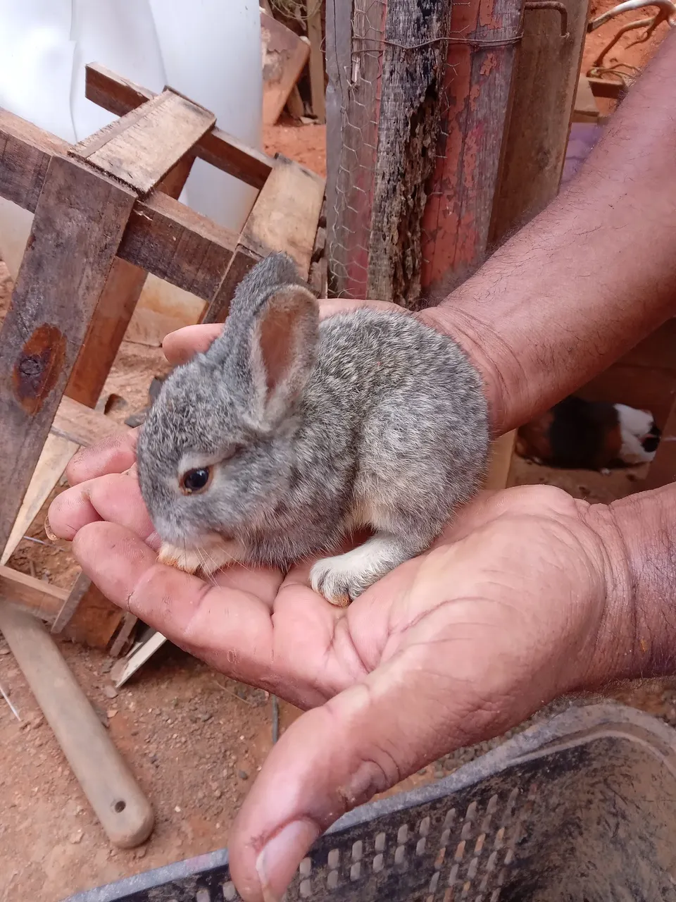 Coelhos filhotes 