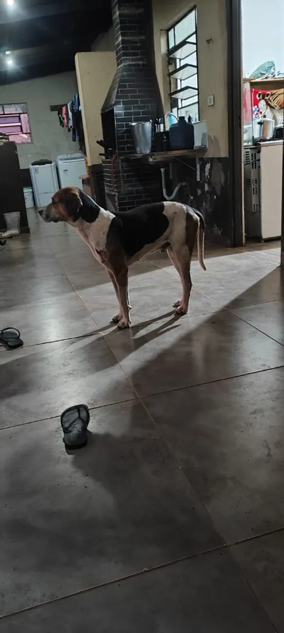 Cachorro americano com galbo