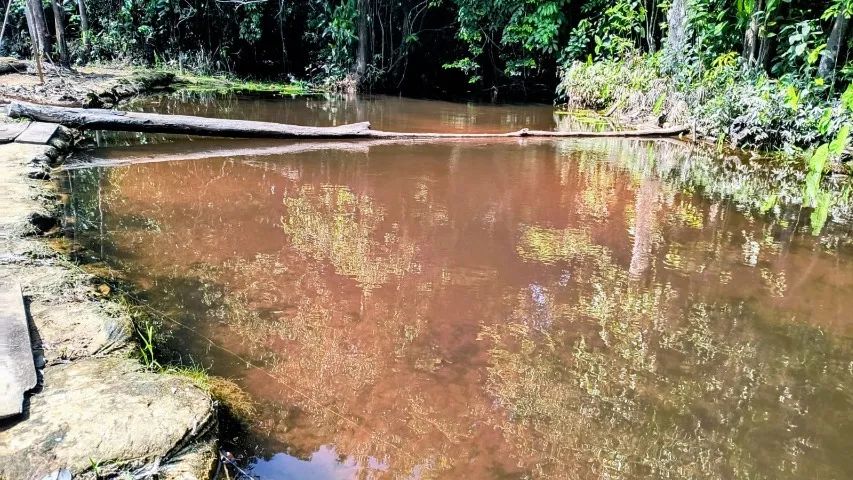Atenção Investidores, Sitio com Igarapé, com 10 hectares, - próximo cachoeira castanh - Foto 2