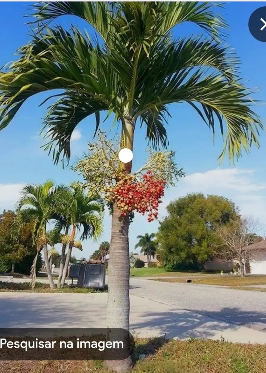 Palmeiras ornamentais Veitchia 