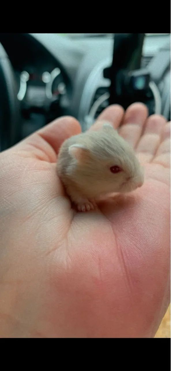 Hamster Anão Russo  - Foto 4