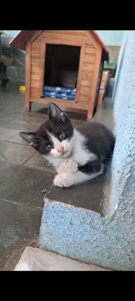 Gatinhos Frajolas para Adoção!
