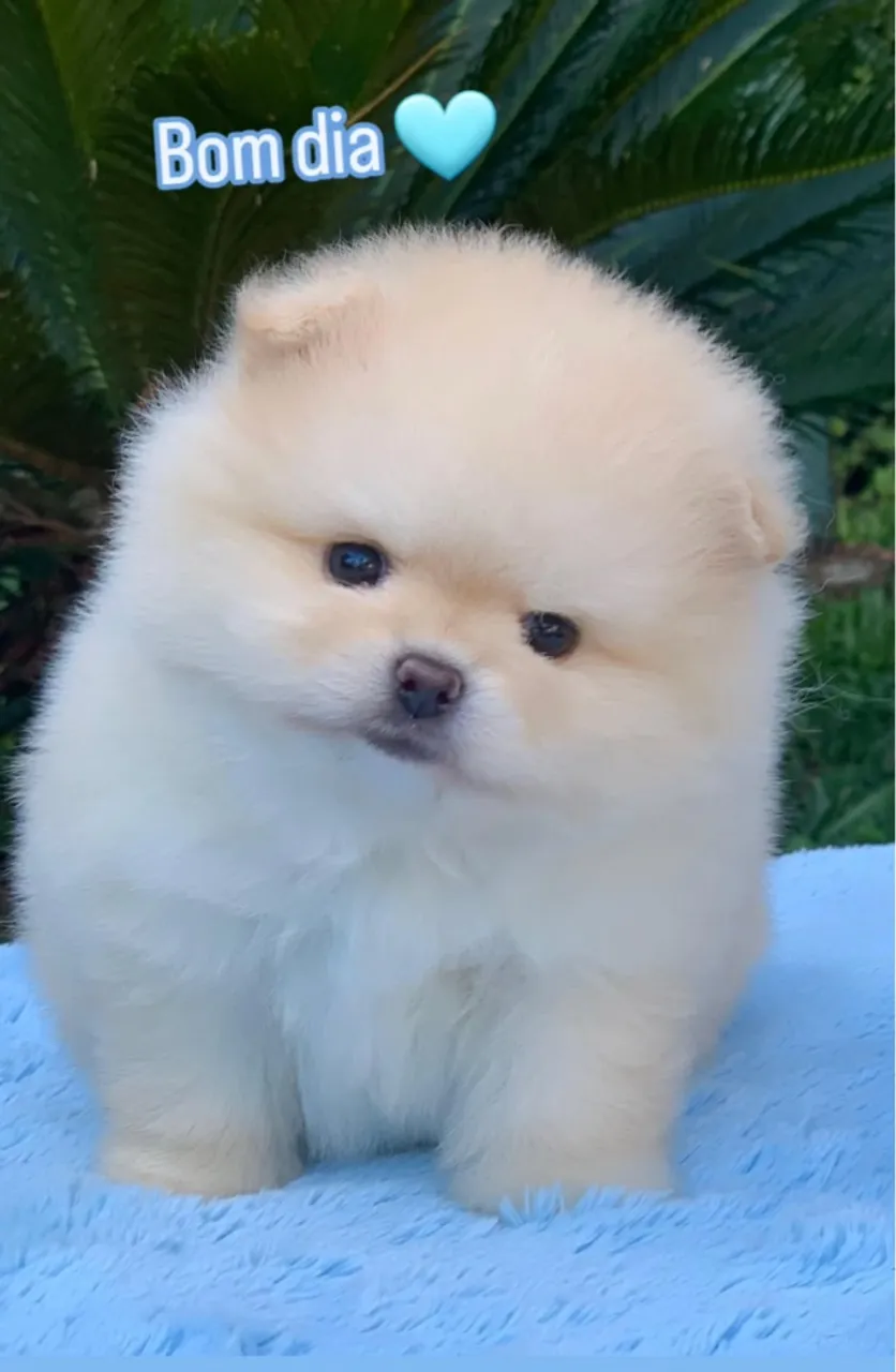 Macho Spitz Alemão