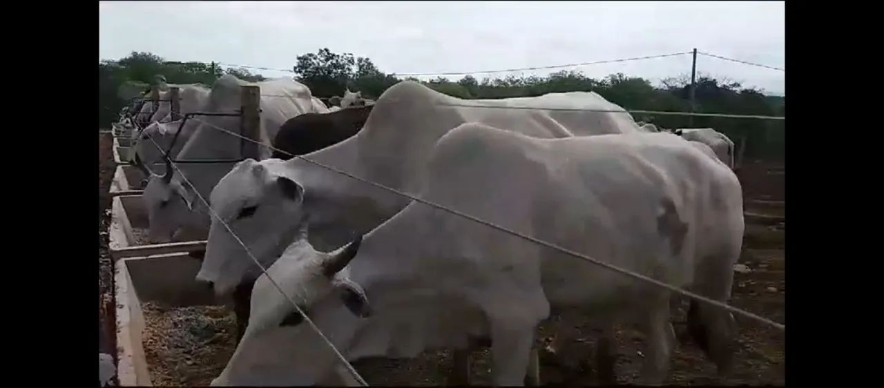Ótima Estrutura Numa Área 5 hectares.100% Aproveitável..Aceita veículo/imóvel.. - Foto 3