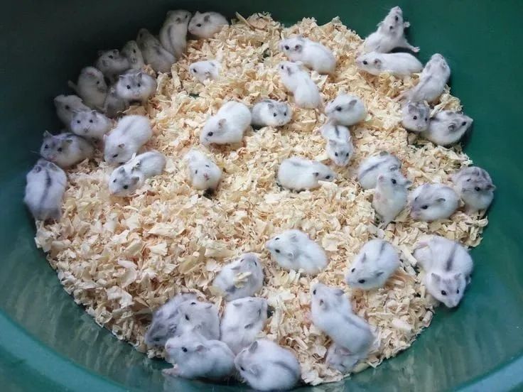 CAMUNDONGO, TOPOLINO, NEONATO, TOPODONGO<br>RATO NOVINHO - Foto 6