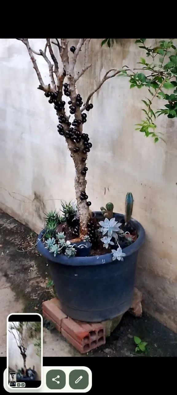 Jaboticabeira - Foto 3