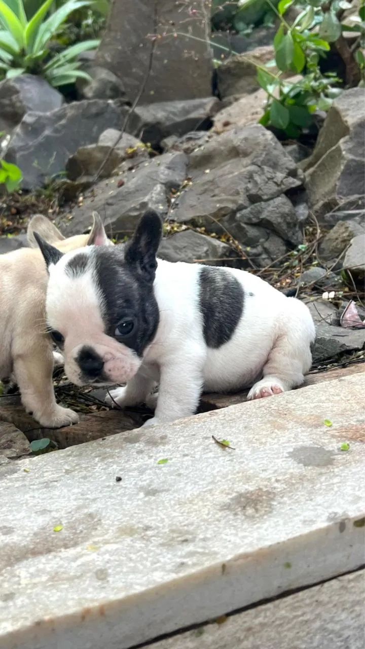 BULLDOG FRANCÊS  - Foto 3