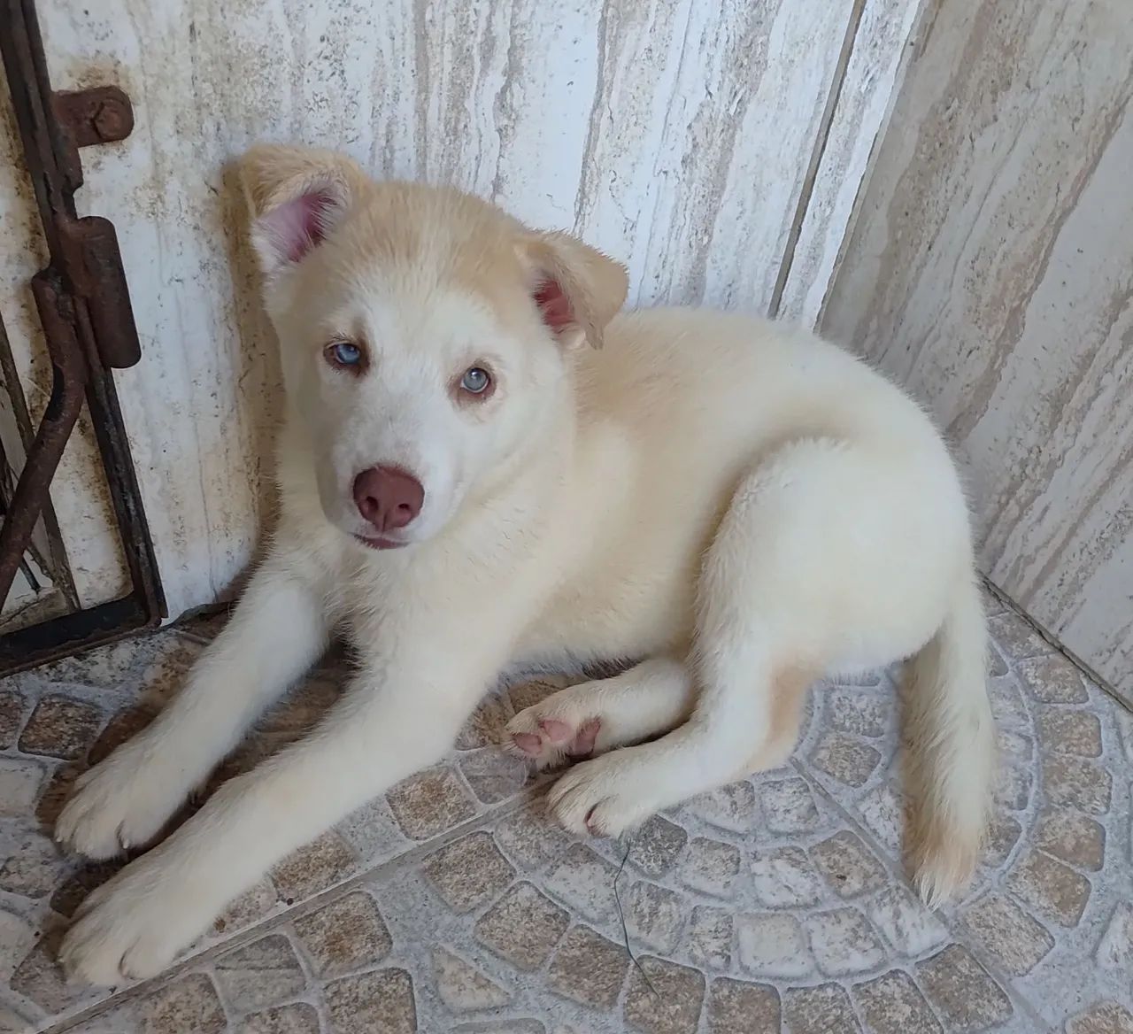 Bebês de husky siberiano - Foto 3
