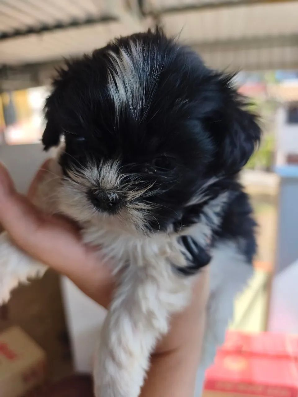 Lindos filhotes de Shihtzu  - Foto 3