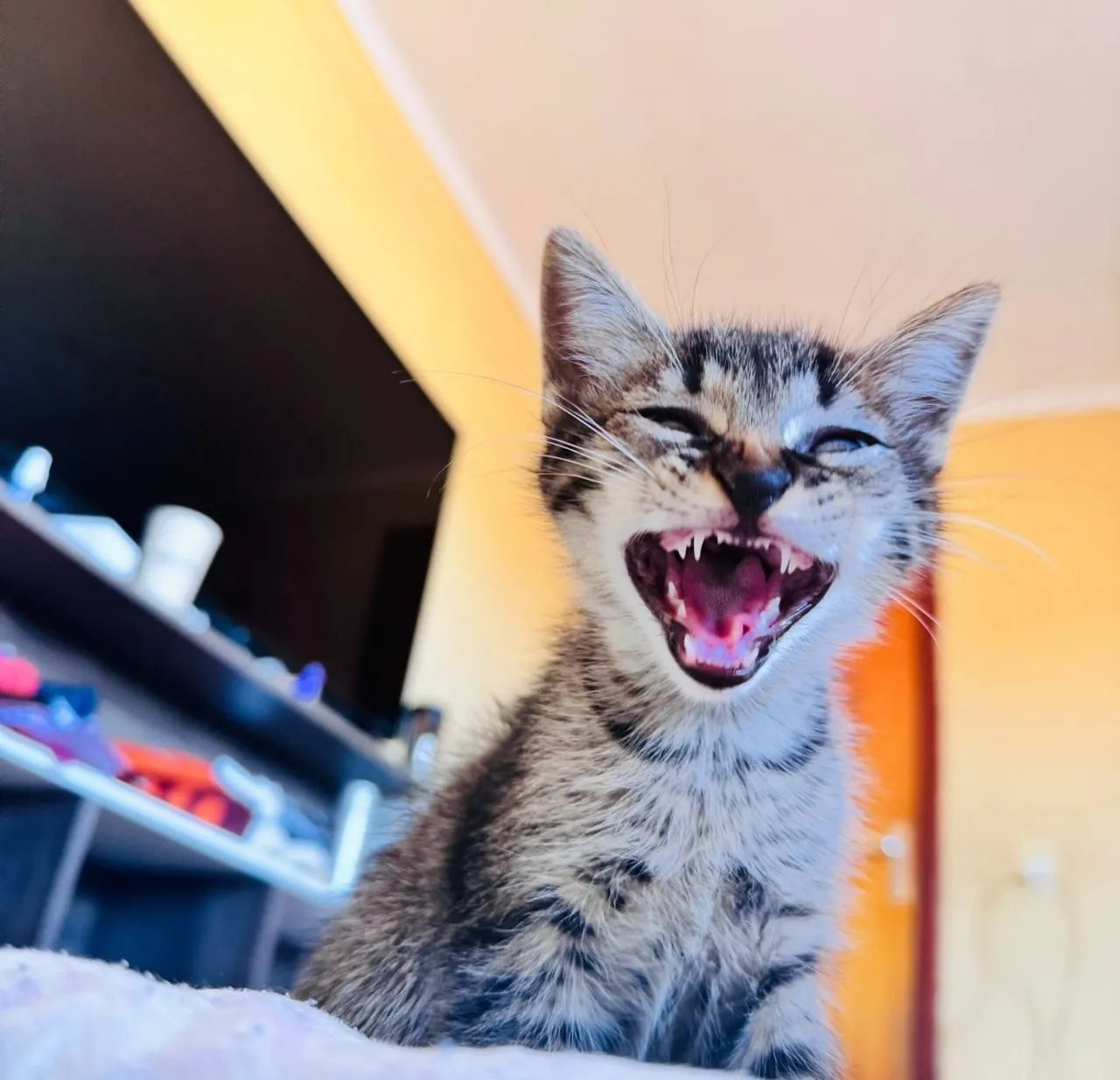 Doação de filhotes de gato 