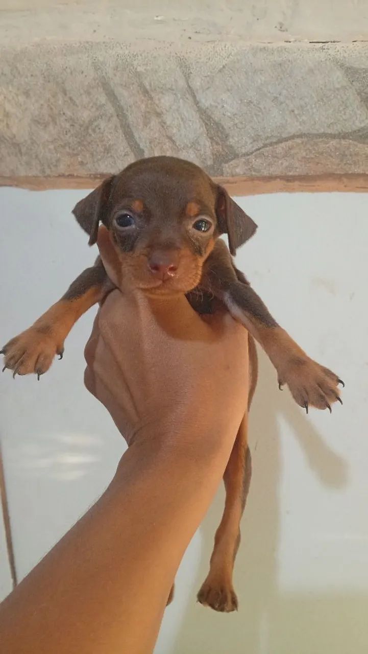Pinscher chocolate  - Foto 4