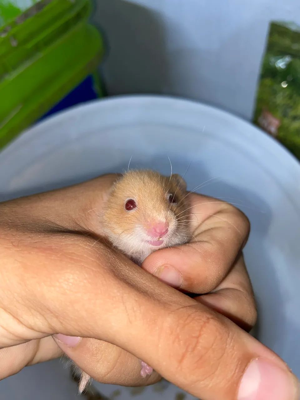 Hamster  - Foto 5