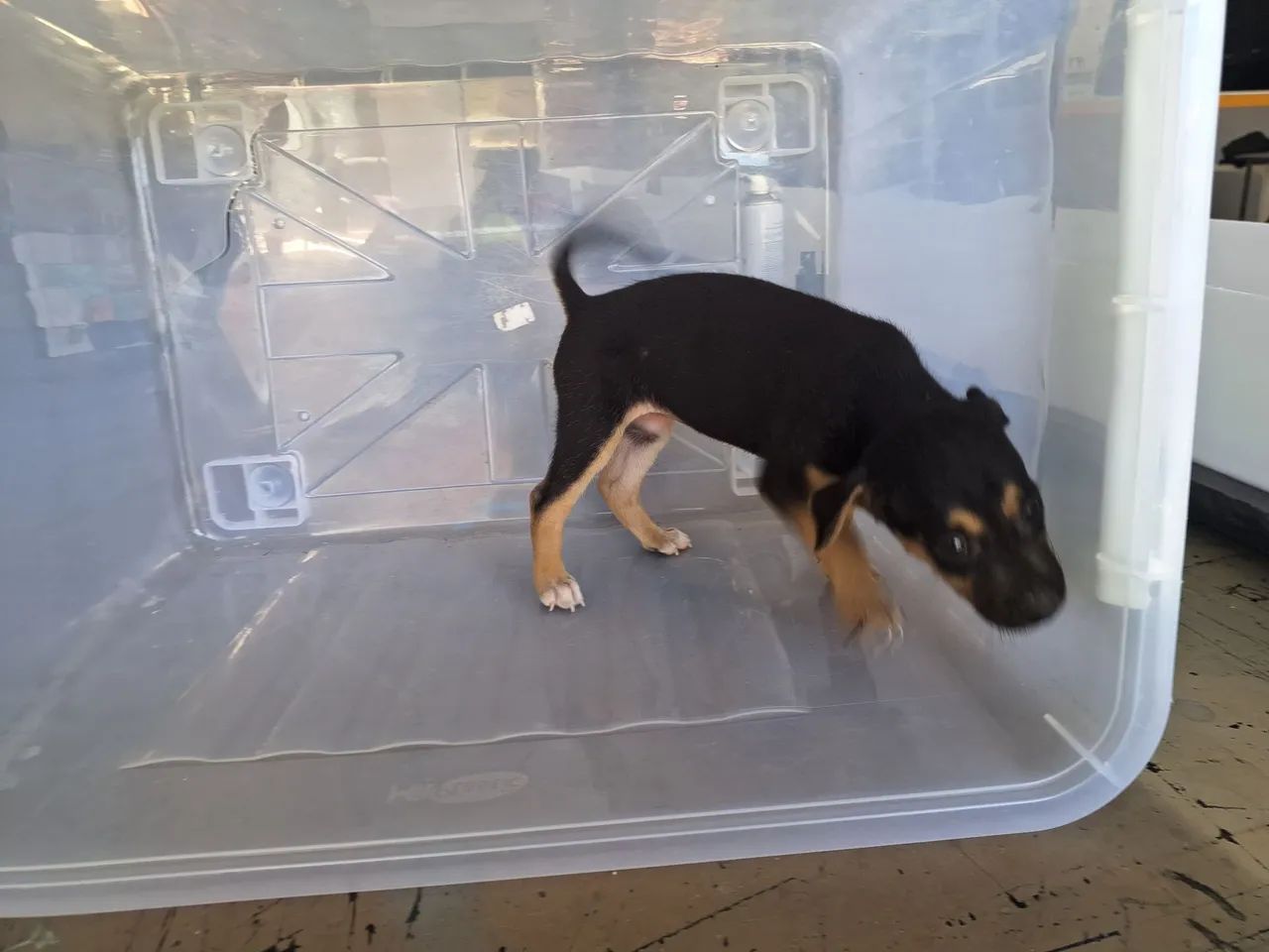 DOAÇÃO - Elas foram abandonadas! - Foto 2