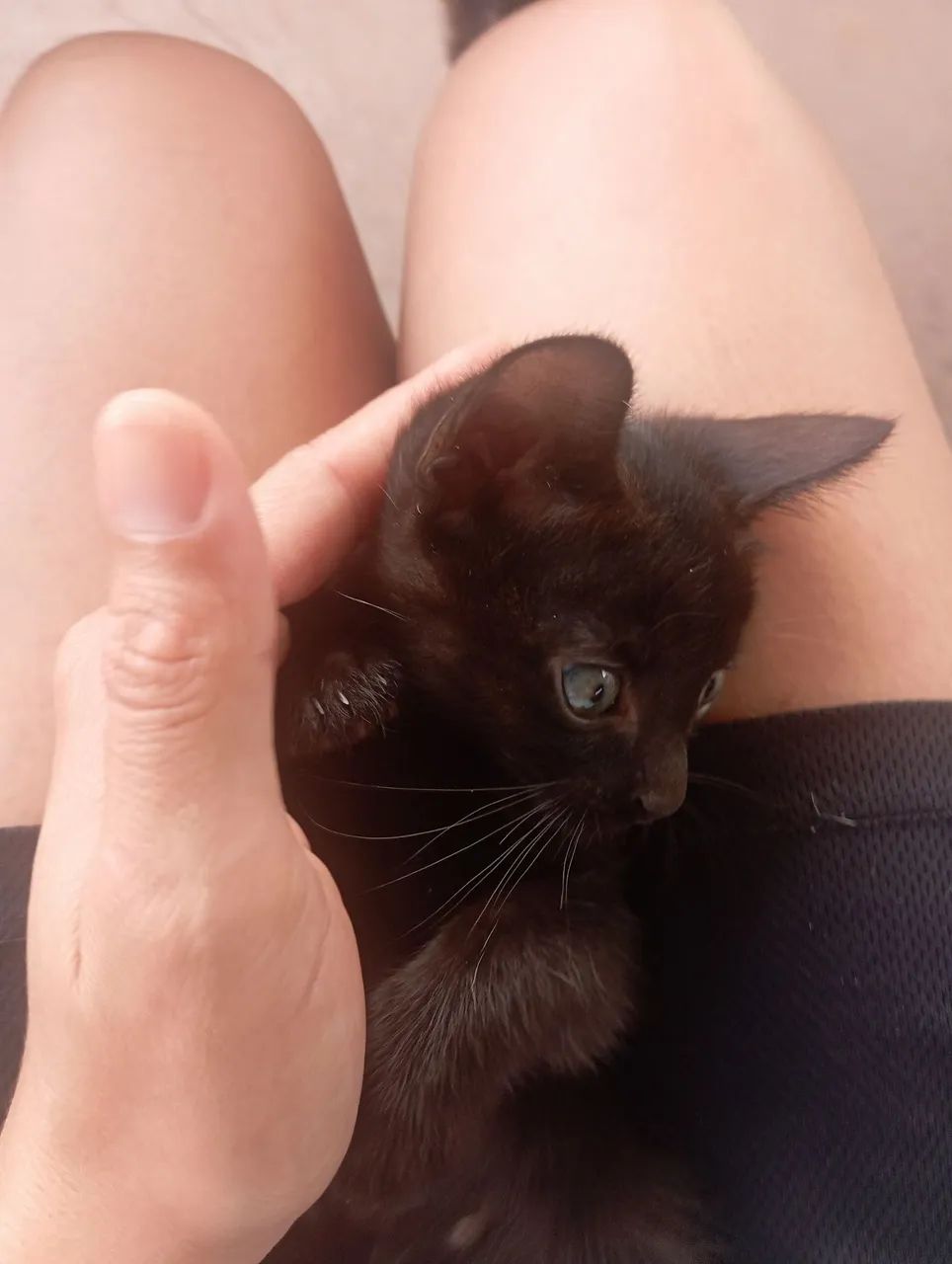 DOAÇÃO responsável de GATINHA(Sarandi-PR) - Foto 3