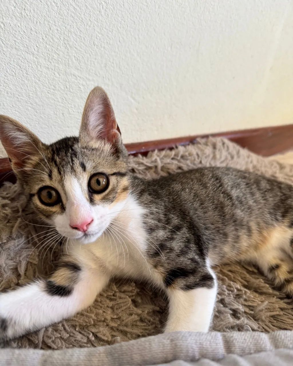 Doação responsável 