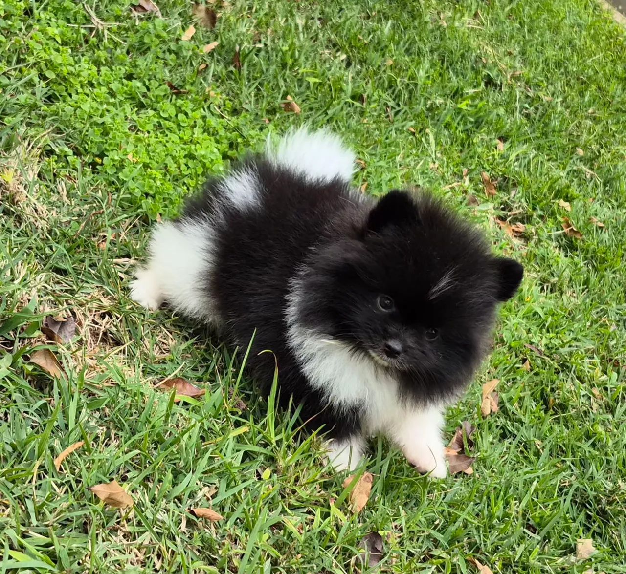 Spitz alemão macho com pedigree cbkc Parcelamento sem juros - Foto 4
