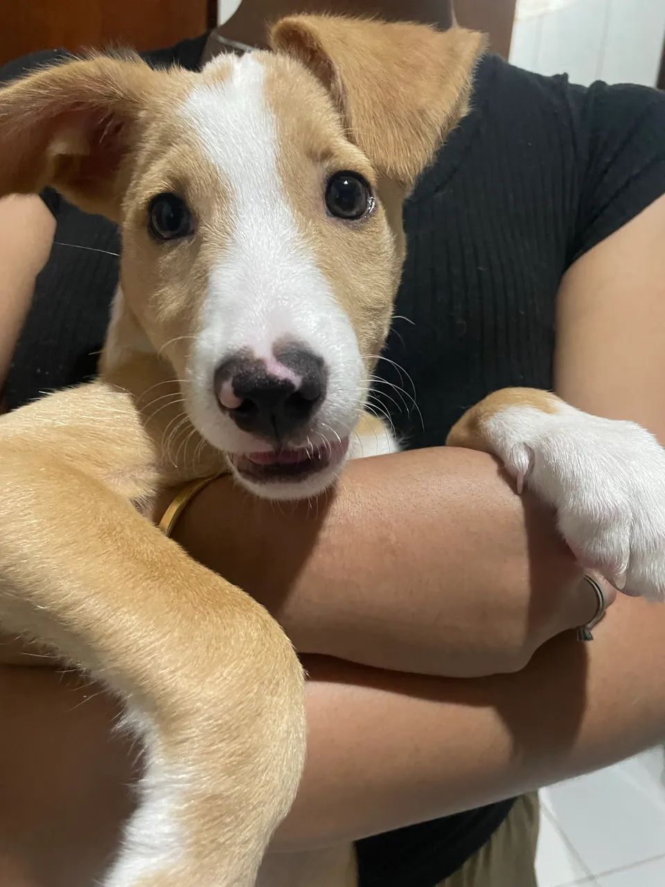 Doação de pet 