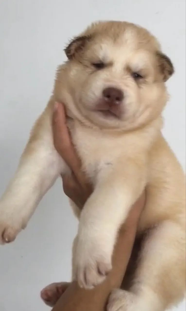 Husky macho Wooly - Foto 3
