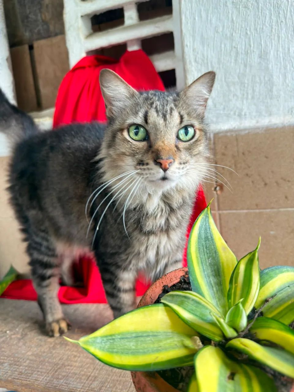 Gato Castrado Macho - Foto 2