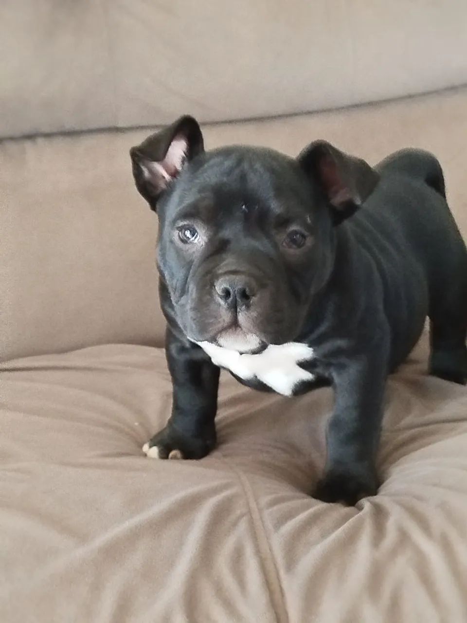 Fêmeas de americano bully com pedigree 