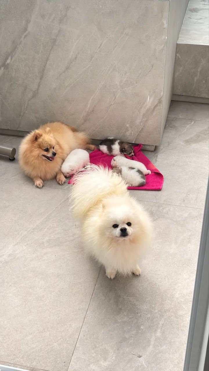 Lulu da pomerania/ spitz - Foto 4