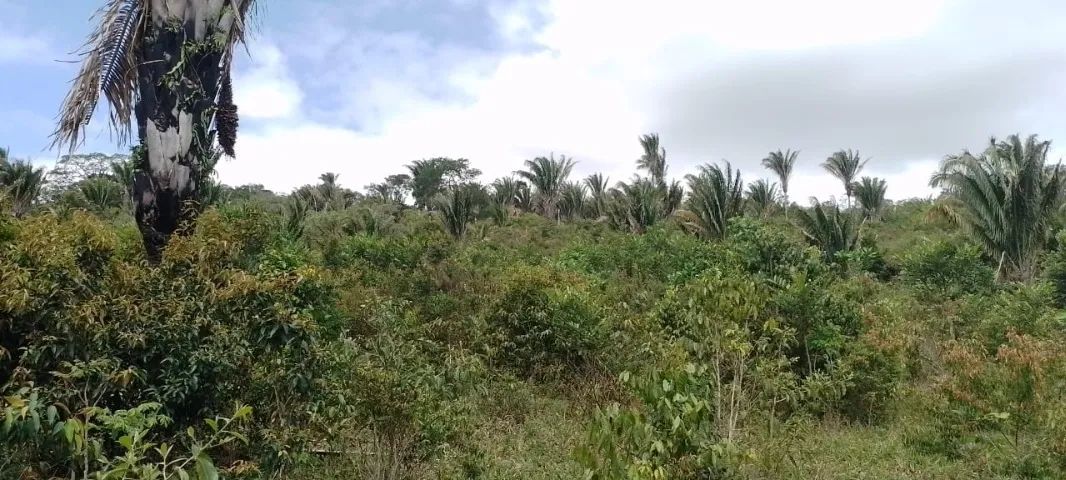 Propriedade rural à venda - Foto 3