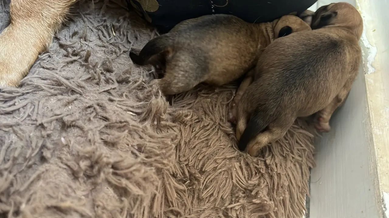 Pinscher  - Foto 4