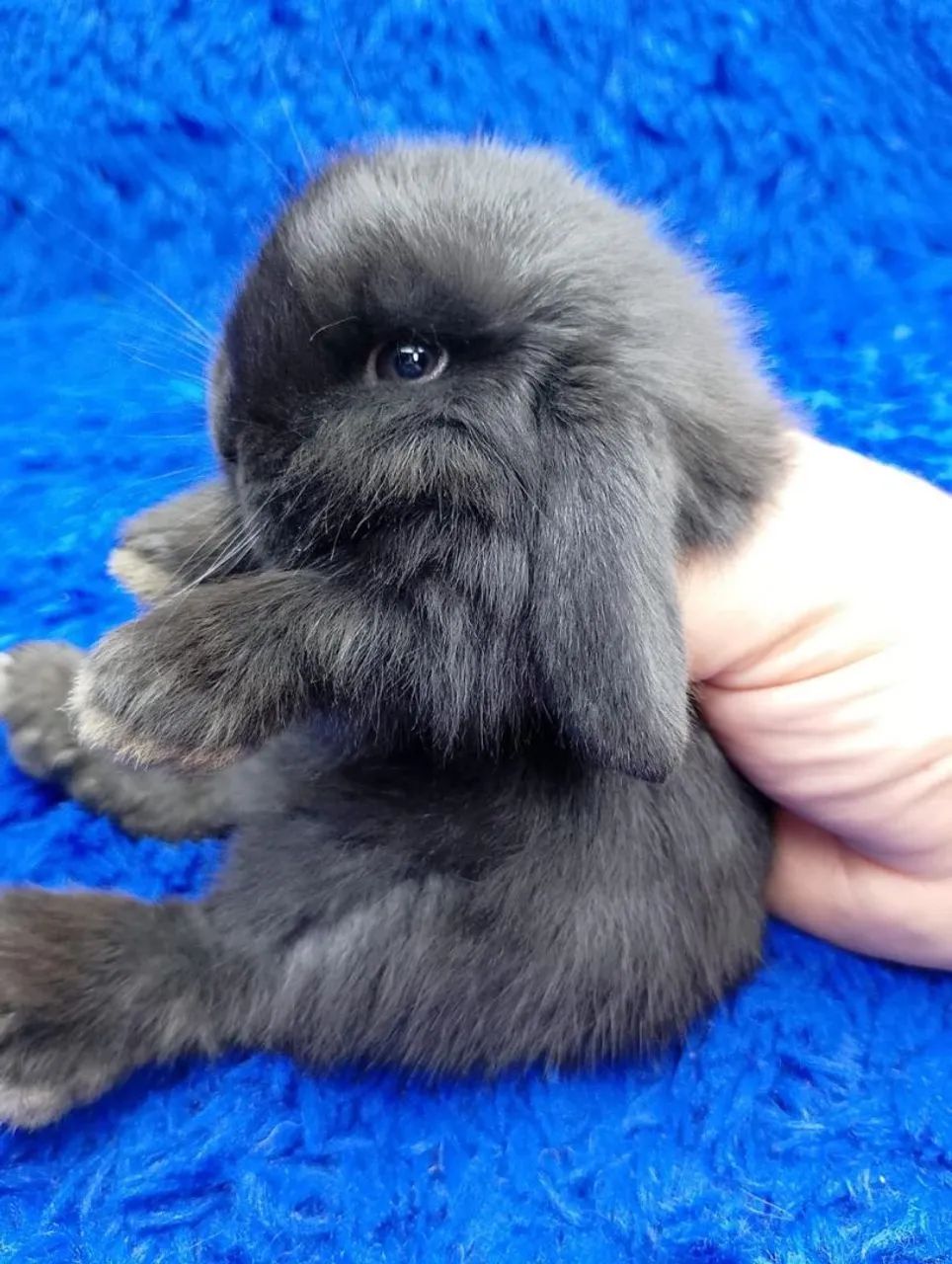 Lindo Mini coelho 