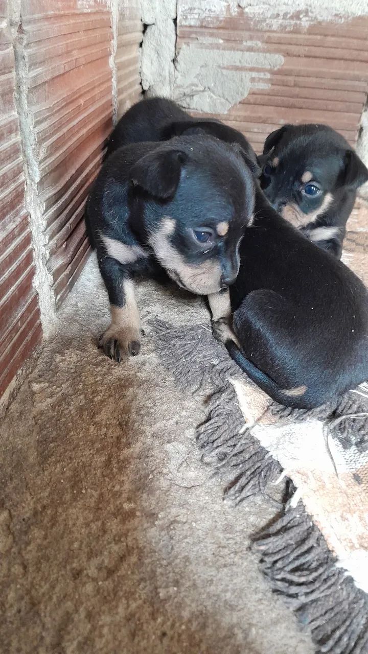 Cachorro pincher 1 - Foto 3