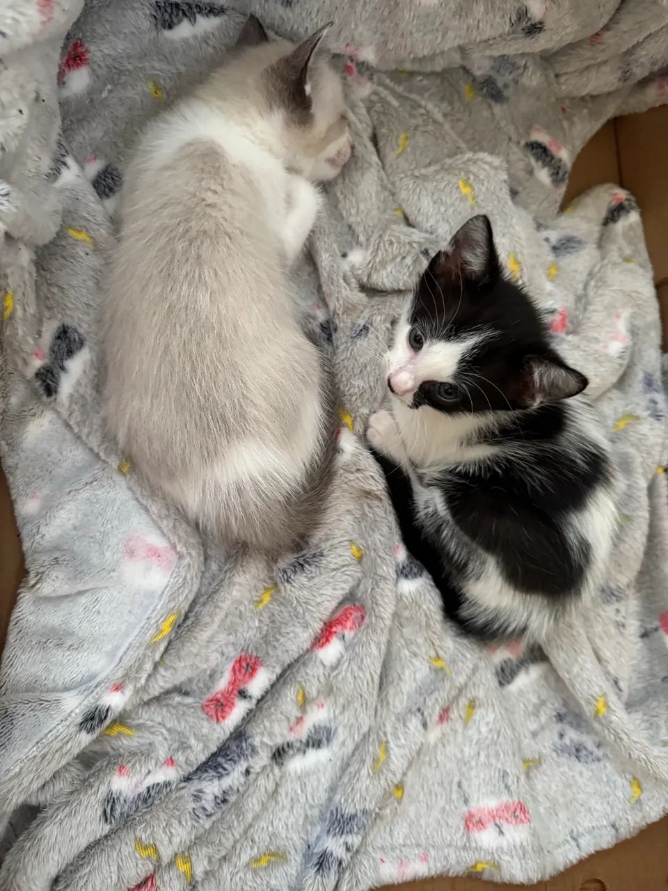 Doa-se dois gatos  - Foto 2