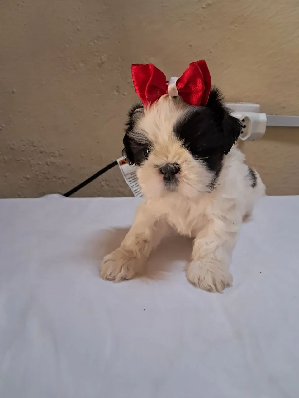 Vende-se  - Foto 4