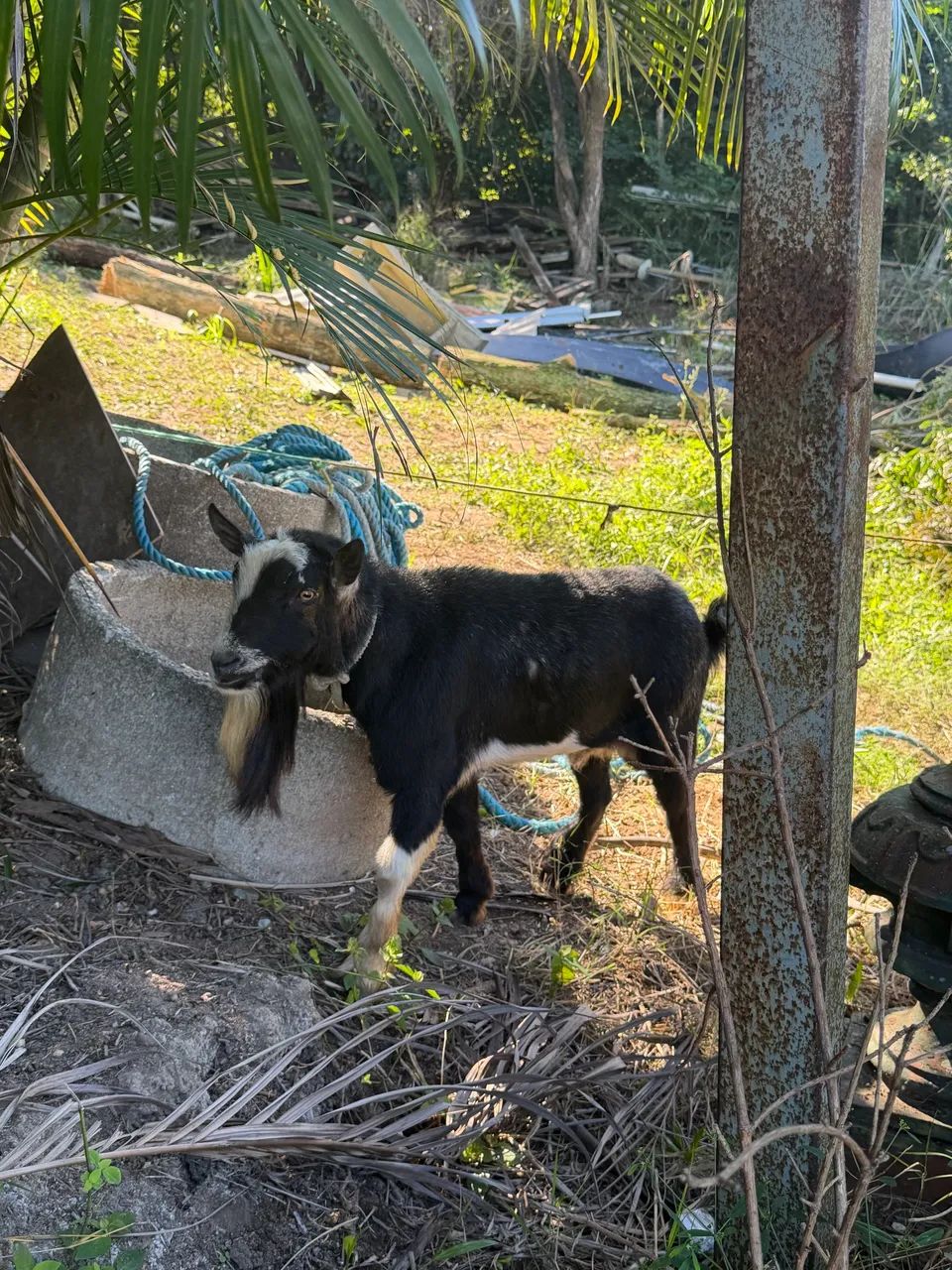 Mini Cabra / Cabrito  - Foto 4