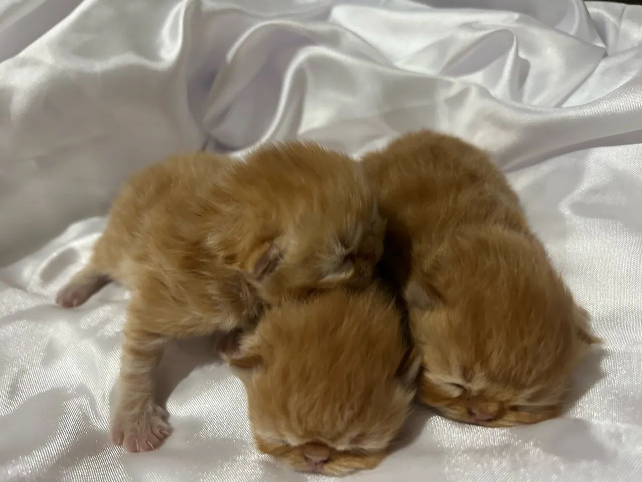 Gato persa - Foto 3