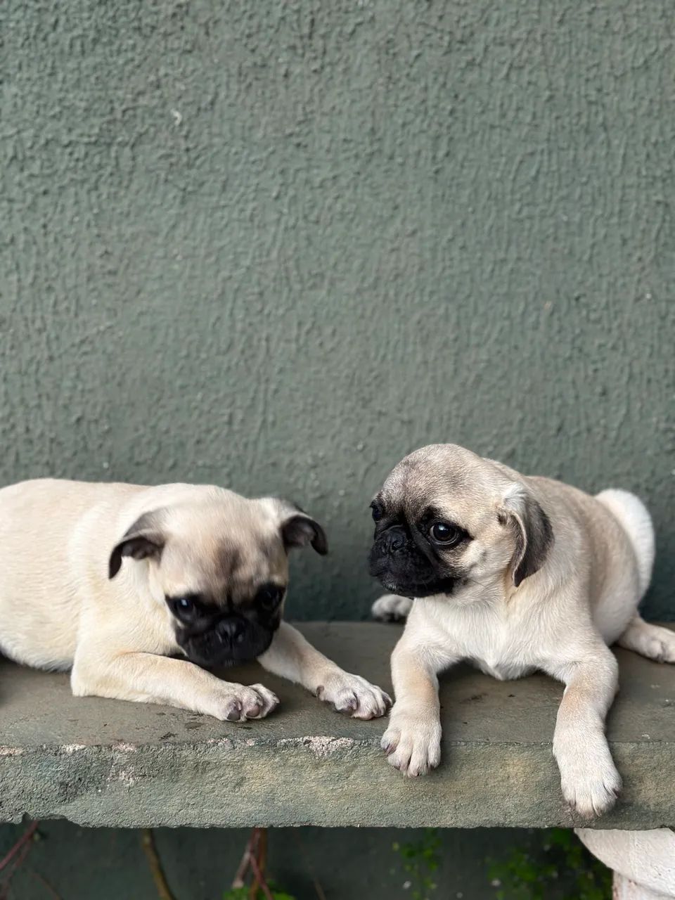 Pug machos - Foto 3
