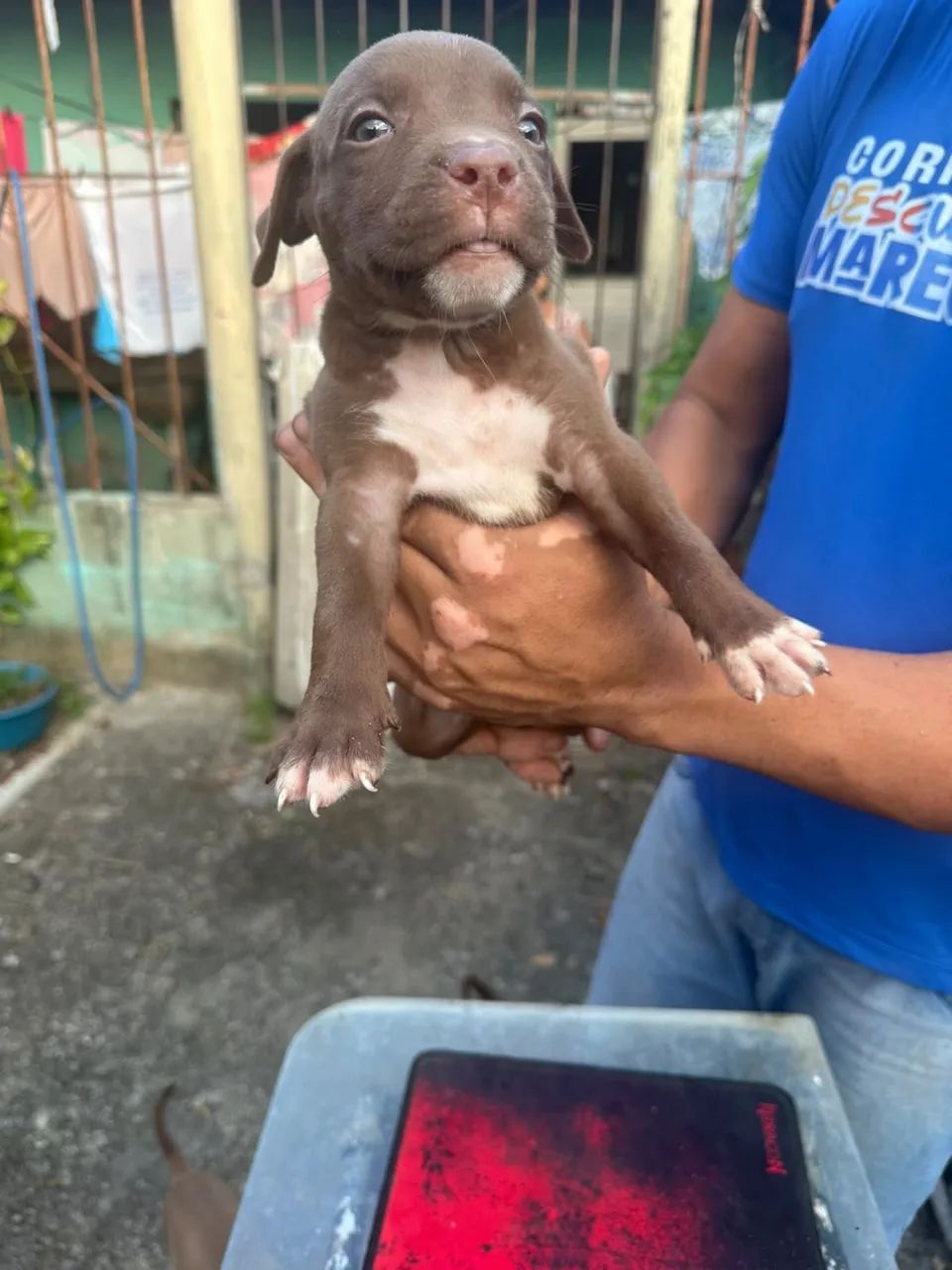 Pitbull  - Foto 5