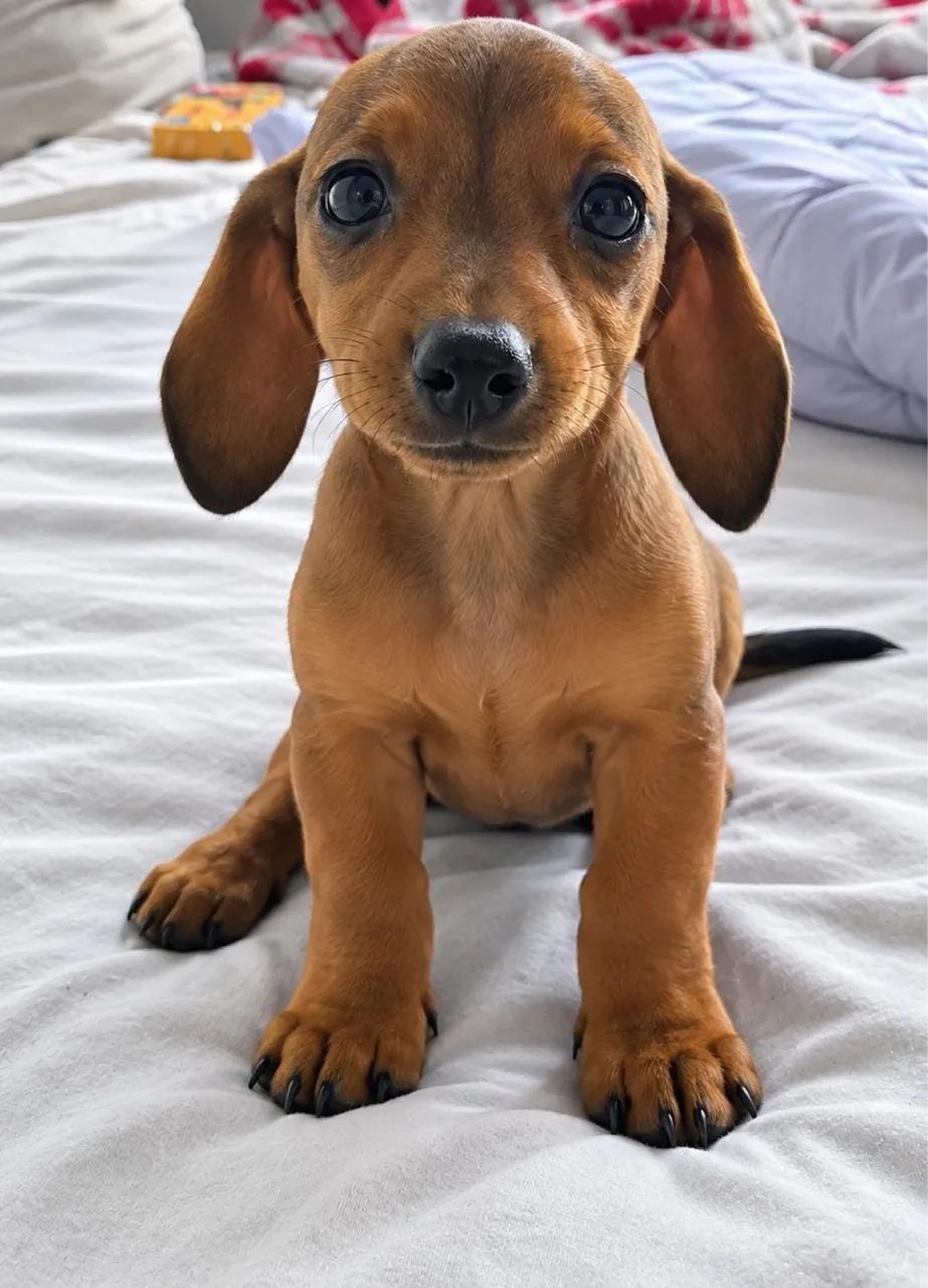 Fêmea e macho basset - Foto 4