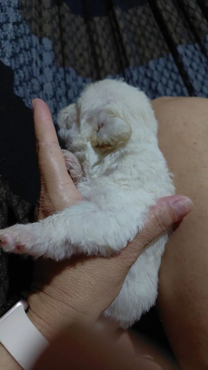Cão filhote 