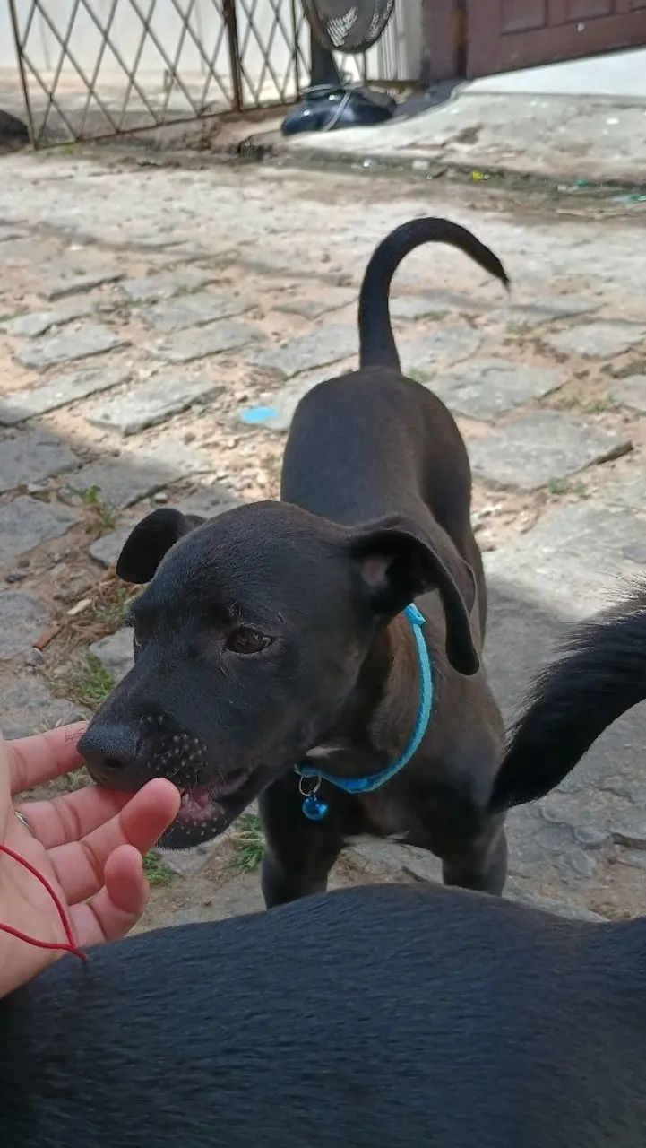 adoção  - Foto 3