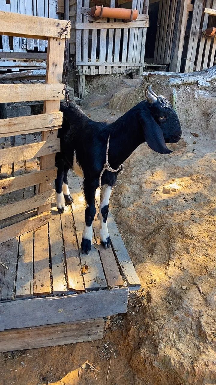 Cabra e cabrito barato *LEIA* - Foto 4