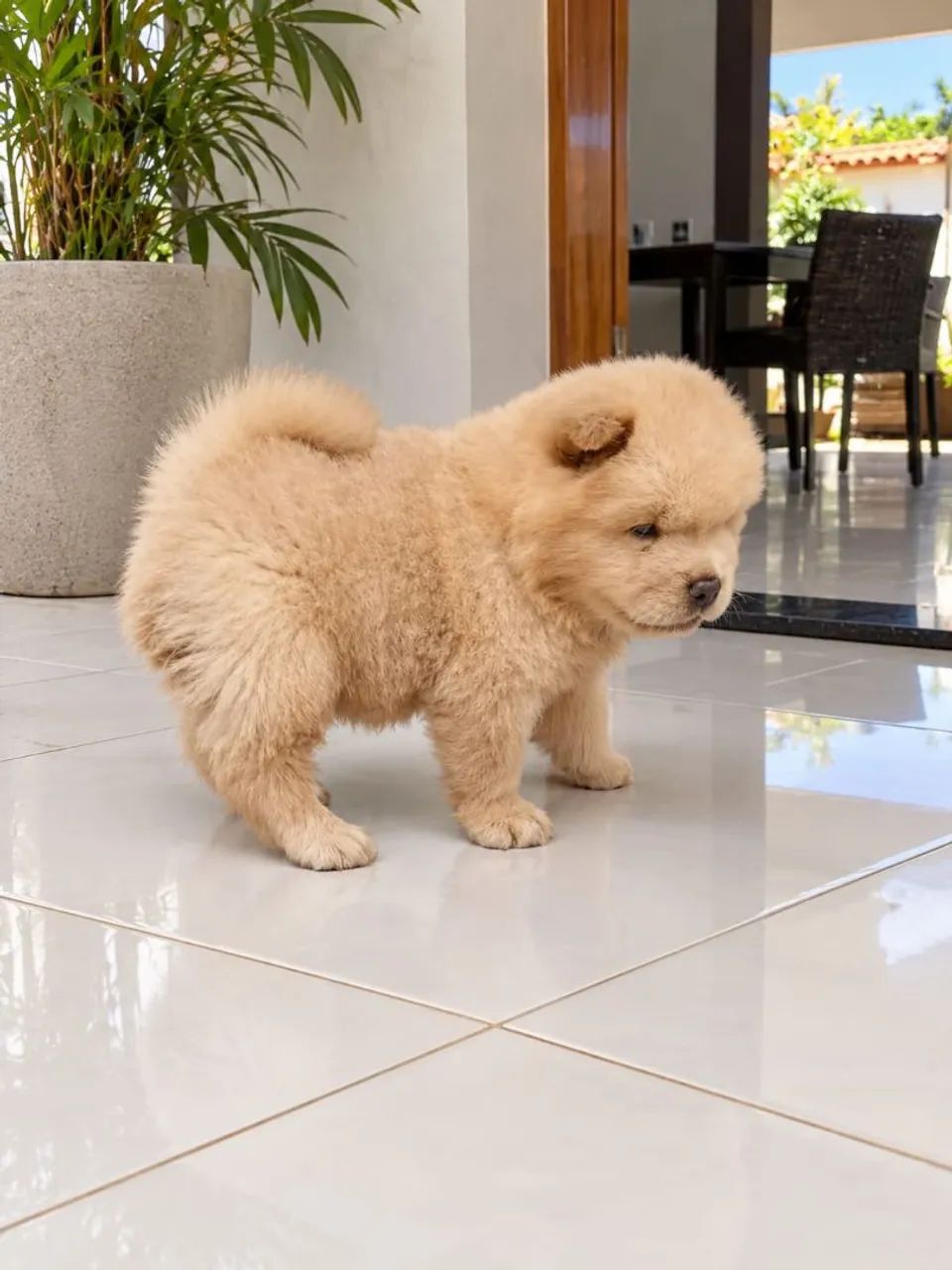 Chow chow  - Foto 2
