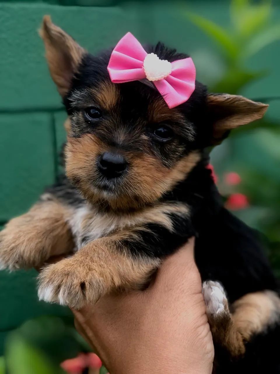 Yorkshire mini